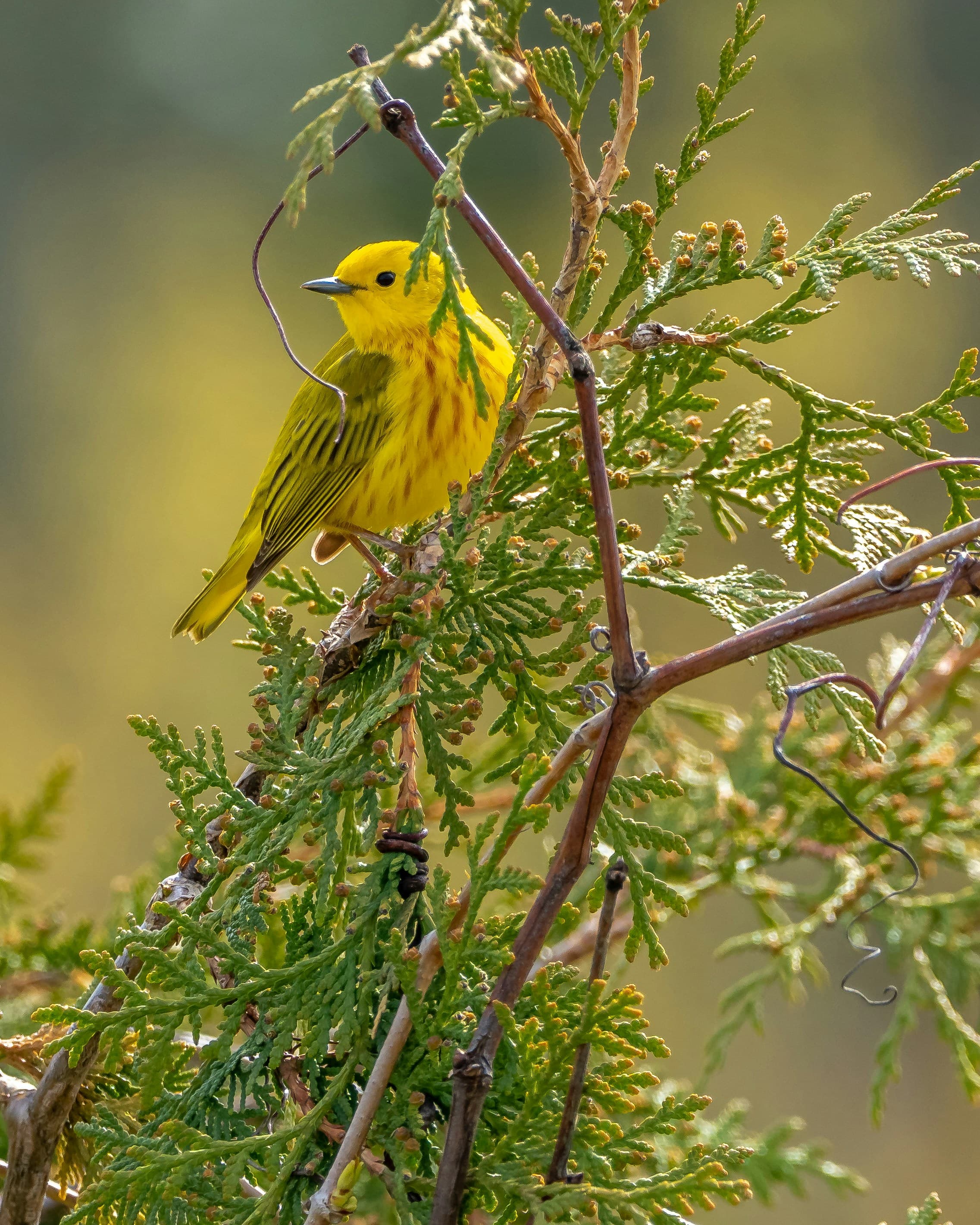 Kathmandu Valley Bird Watching Tour