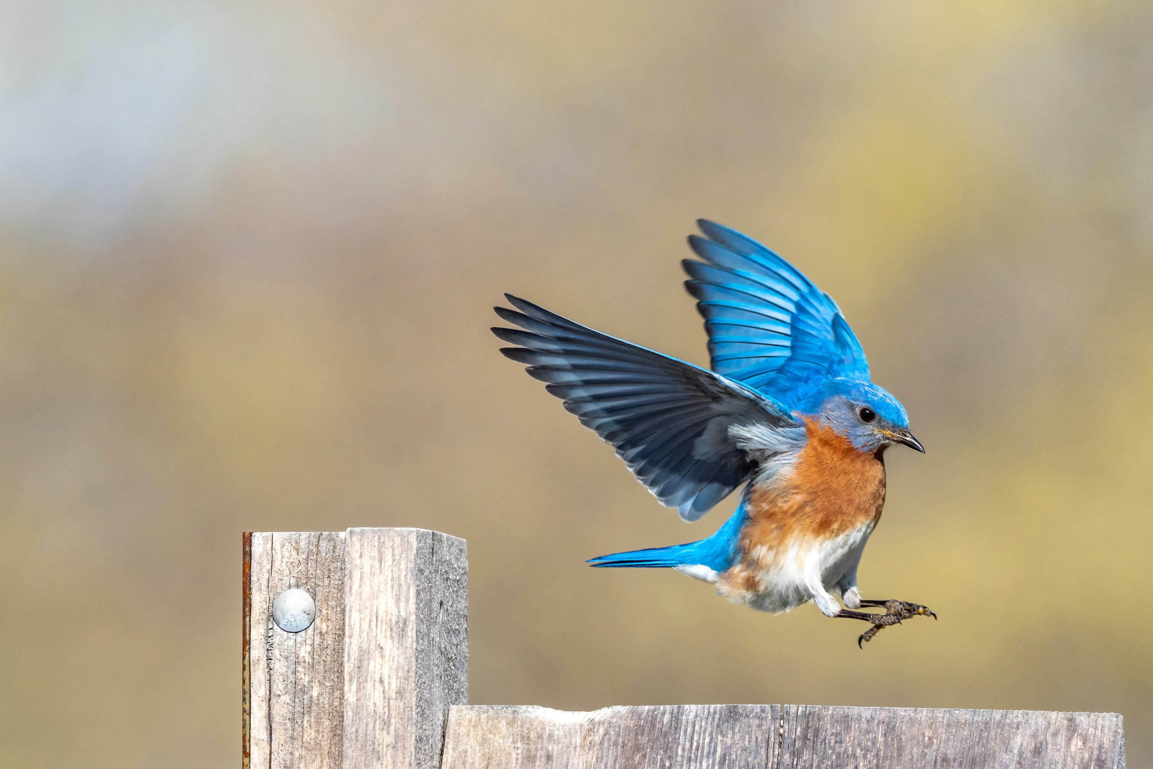 Nepal Bird Watching Expedition Tour