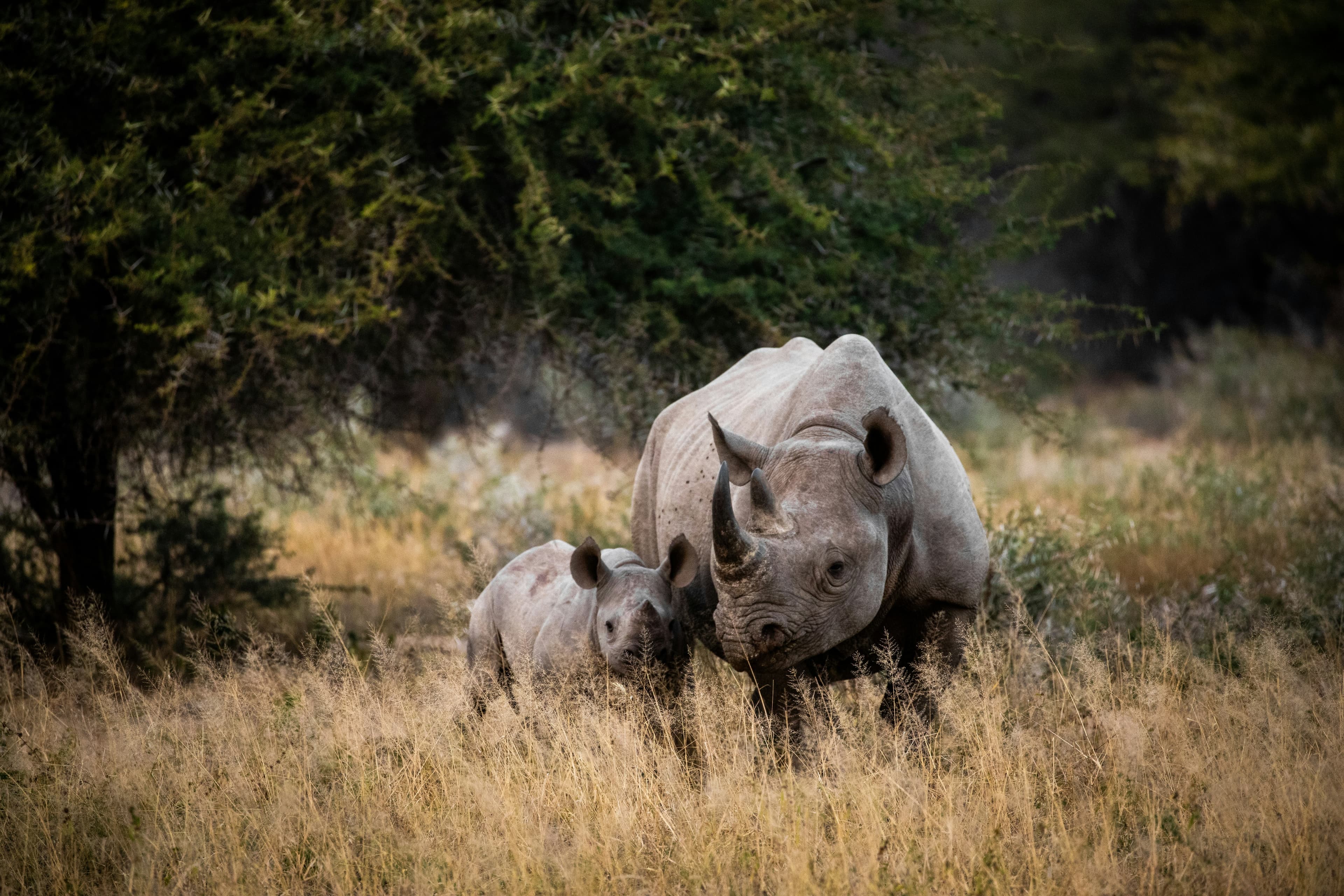 Bardiya Wildlife Safari & Cultural Tour