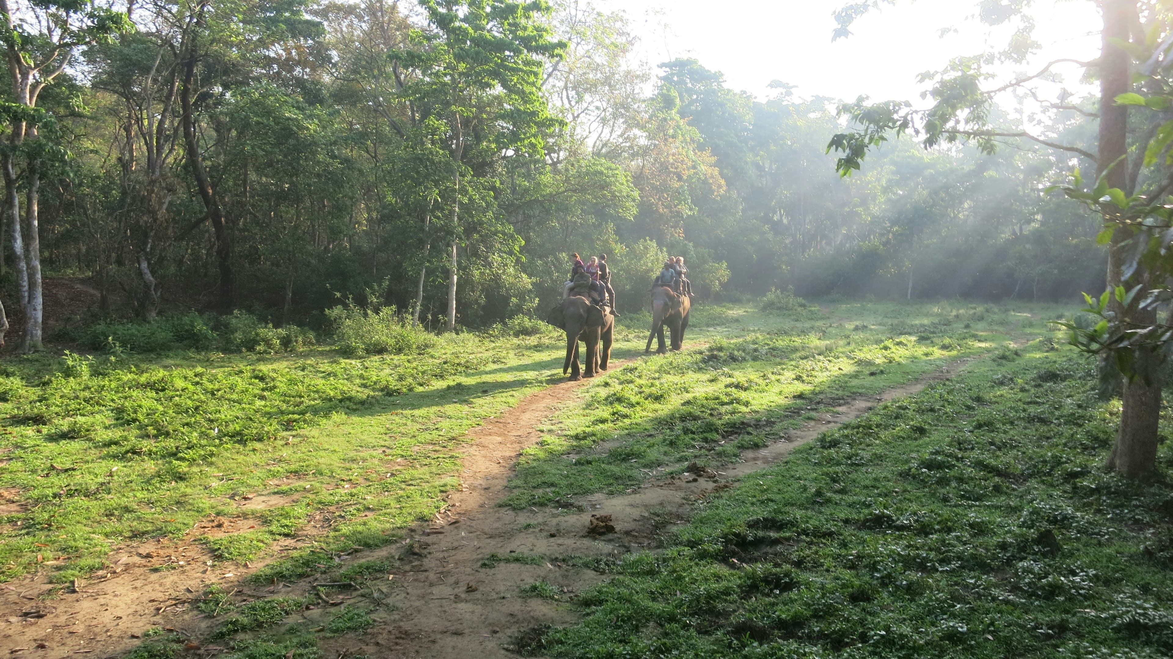 Jungle Safari